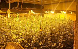 Cannabis-Drogenring mit zwei Plantagen in NÖ ausgehoben