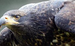 Qualvoller Tod:  Adler vergiftet