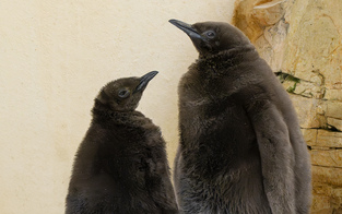 Gleich zwei Küken! Süßer Pinguin-Nachwuchs im Tiergarten Schönbrunn