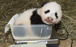 Panda wiegt schon 4,5 kg
