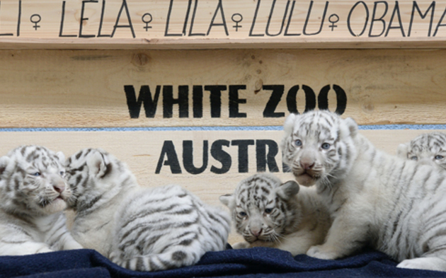 5 Tiger-Babies sind die Stars im "weißen Zoo" 