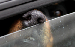Hundebisse: 3045 Attacken im Jahr 2012