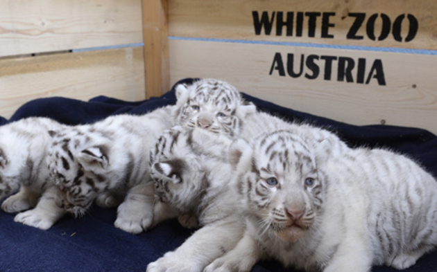 5 Tiger-Babies sind die Stars im "weißen Zoo" 