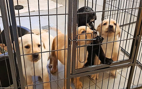17 Hunde-Welpen vor Tiermafia gerettet