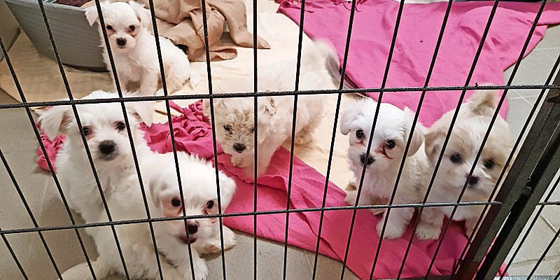 An Österreich-Grenze: 17 Hunde-Welpen vor Tiermafia gerettet
