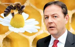 ÖVP gibt nach: Bienen gerettet