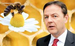Gift tötete 8 Milliarden Honig-Bienen