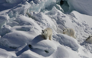 Sensation: Diese Eisbären benötigen kein Meereis