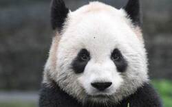 Wiener Pandas Fu Hu und Fu Long ausgezeichnet