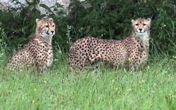 Zwei Geparden sind heute Früh aus dem Zoo entlaufen