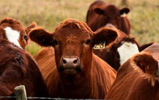 Kansas: Schwüle Hitze tötete tausende Rinder