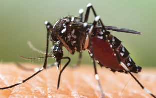 WHO schlägt Alarm: Dengue-Fieber breitet sich in Europa aus