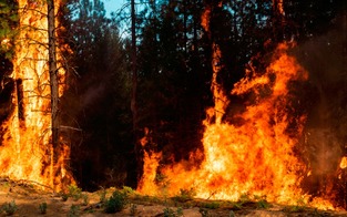 Waldbrand in der Oststeiermark gelöscht