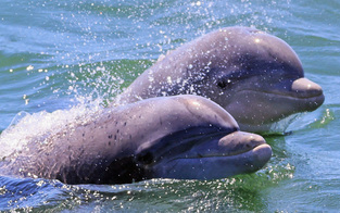 Forscher: Delfine haben diese "Superkraft"