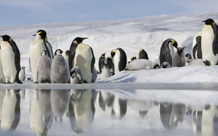 Pinguine machen bis zu 10.000 Nickerchen am Tag