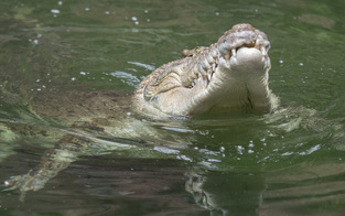 Traurige Gewissheit: Menschliche Überreste in Krokodil gefunden