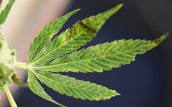 Grüne erneut für Cannabis-Legalisierung