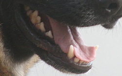 Hundeattacke: 63-Jährigen ins Gesicht gebissen