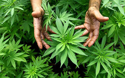 Laute Musik überführte "Cannabis-Bauer"