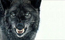 Wolf bricht aus deutschem Tierpark aus