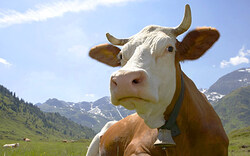 Bauer von 500 Kilo-Kuh attackiert