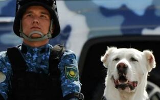 Turkmenistan kürte den "tapfersten Hund des Jahres"