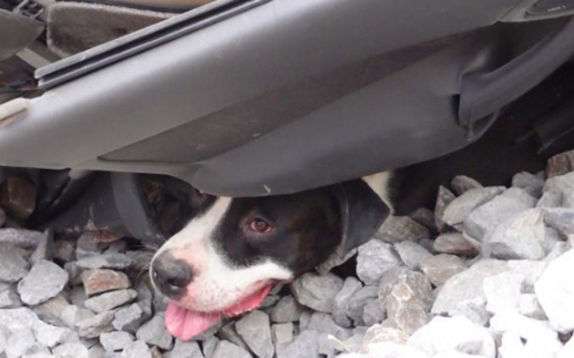 Geisterzug zermalmt Auto, nur Hund überlebt