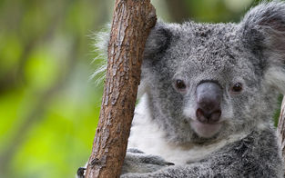 Mysteriöser Tod von 16 Koalas auf  Plantage