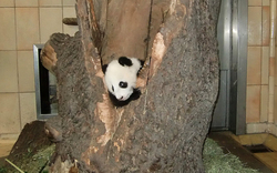 Star-Panda Fu Bao packt Neugierde