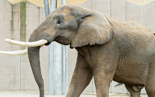 Zoo Schönbrunn bekommt jetzt Elefanten-Bullen