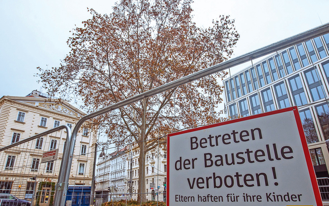 Ganz Wien will diesen Baum retten: Platane soll U-Bahn-Bau weichen