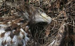 Tierdrama: Greifvögel mit Giftköder getötet
