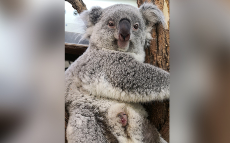 Sensationeller Schnappschuss vom Koala-Baby im Zoo Schönbrunn