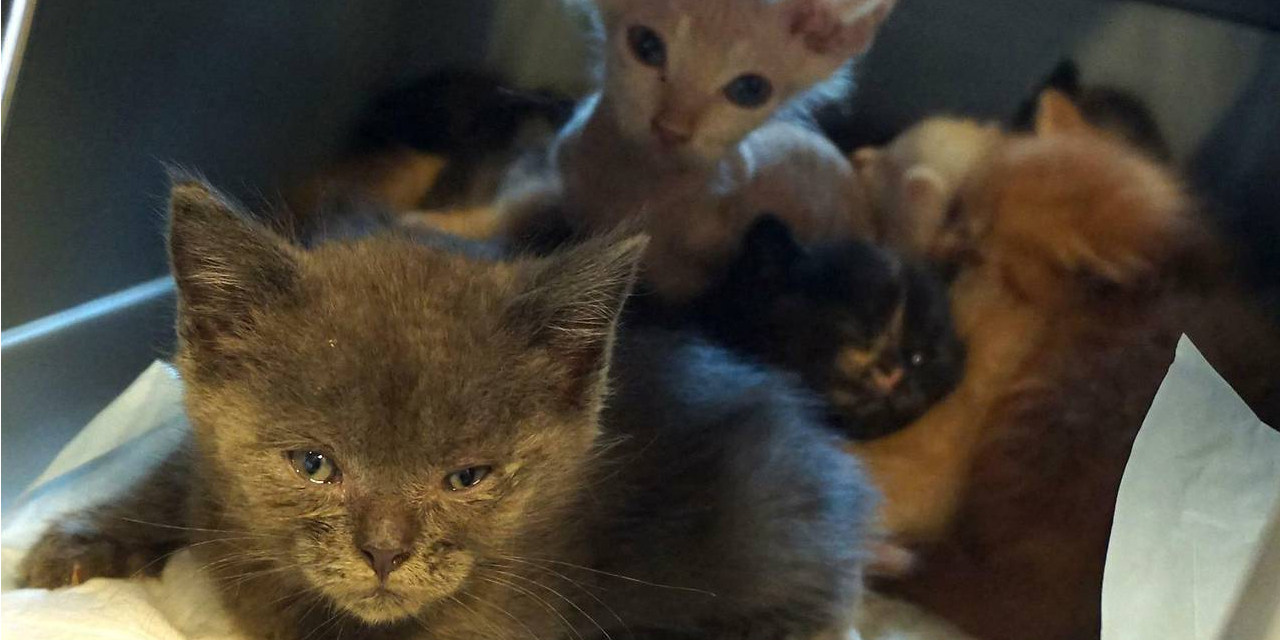 62 Katzen aus Wiener Wohnung befreit Brigittenau 