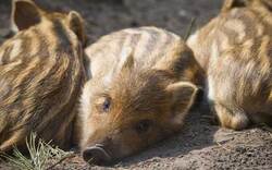 40 Wildschweine aus Gehege "befreit"