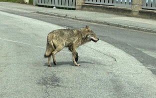 Wolfs-Alarm in NÖ: Tier spaziert durch Ort