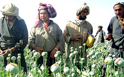 NATO geht aktiv gegen Drogen in Afghanistan vor