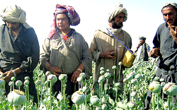 Opiumanbau "außer Kontrolle"