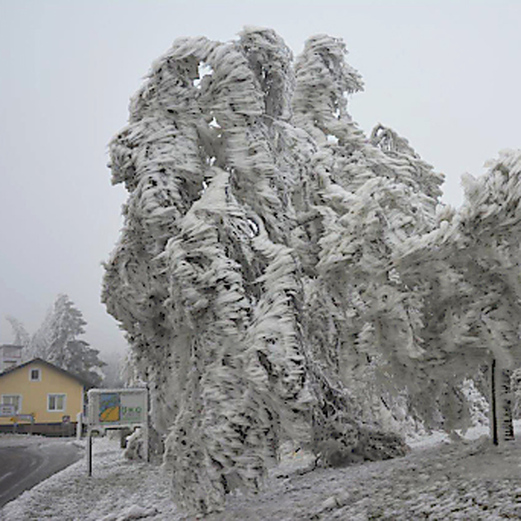 Bäume stürzen durch Eisbruch um