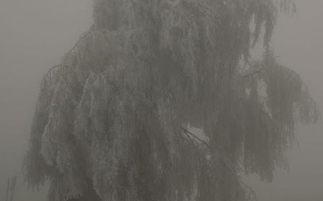 Bäume stürzen durch Eisbruch um