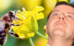 EU rettet Bienen: Minister blamiert 