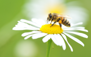 Insektizide sind die große Gefahr für Bienen