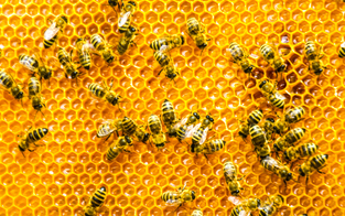 Spar setzt sich für unsere Bienen ein 