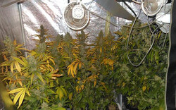 Polizist erschnüffelt Cannabis-Plantage 