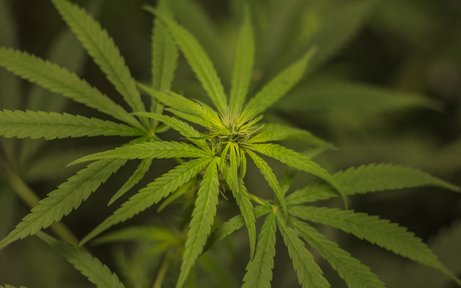 1,4 kg Cannabis in Wohnung entdeckt
