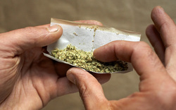 Cannabis angebaut und in Ostösterreich verkauft - Festnahme