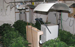 Eibesthal: Cannabis- Plantage sichergestellt