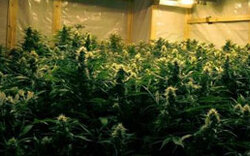 Cannabisplantage in Niederösterreich entdeckt