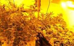 Tiroler Beamte entdeckten Cannabisplantage