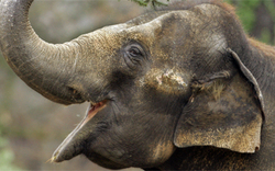 Elefanten rauben Lastwagen in Thailand aus